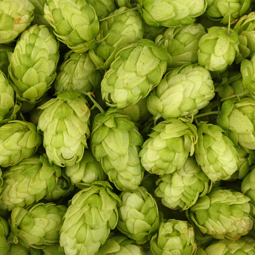 Hops