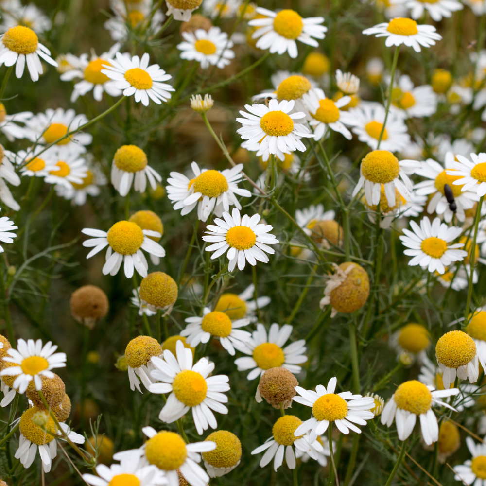 Chamomile