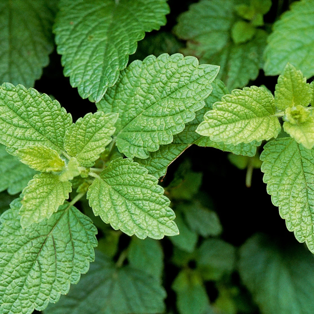 Lemon Balm