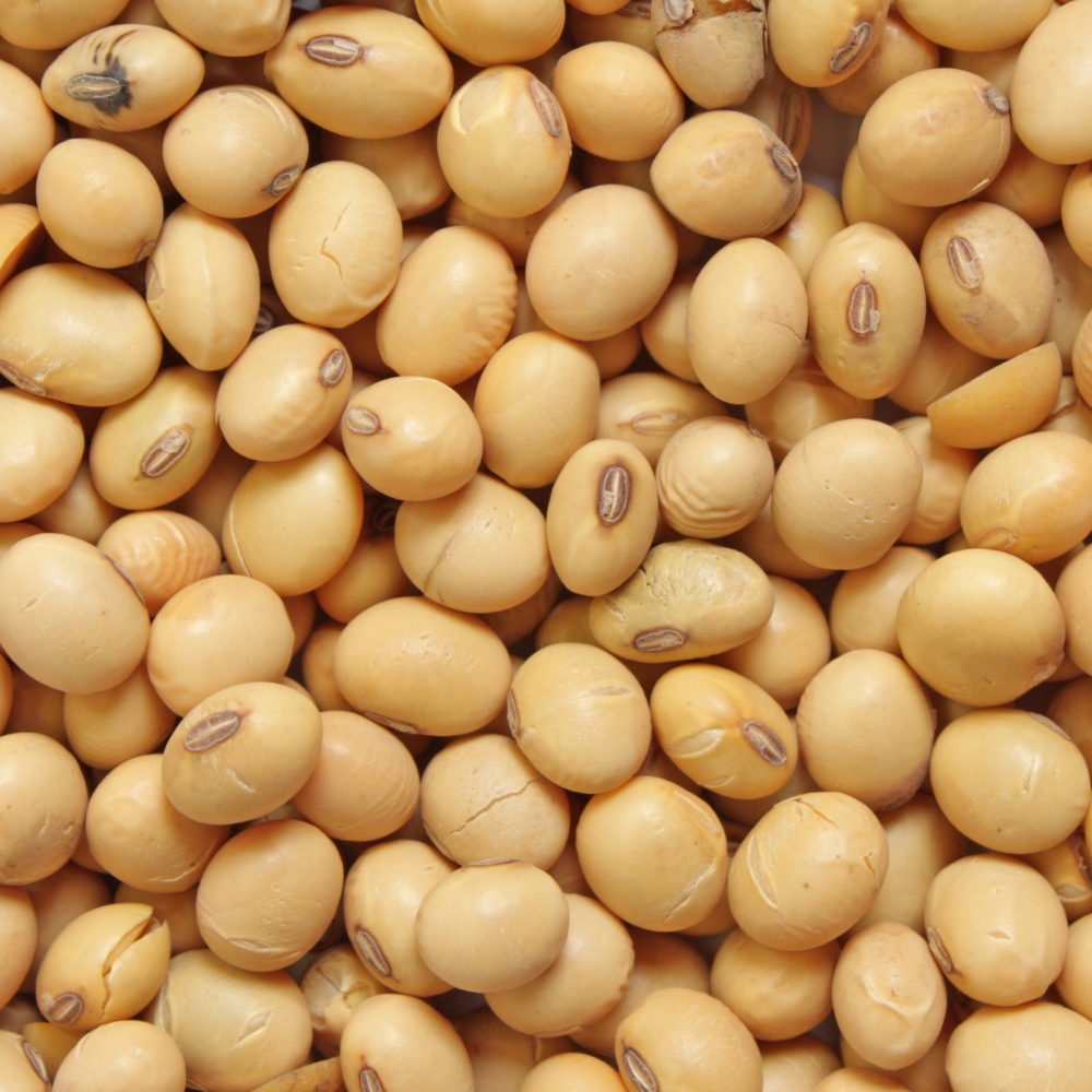 Soy Protein