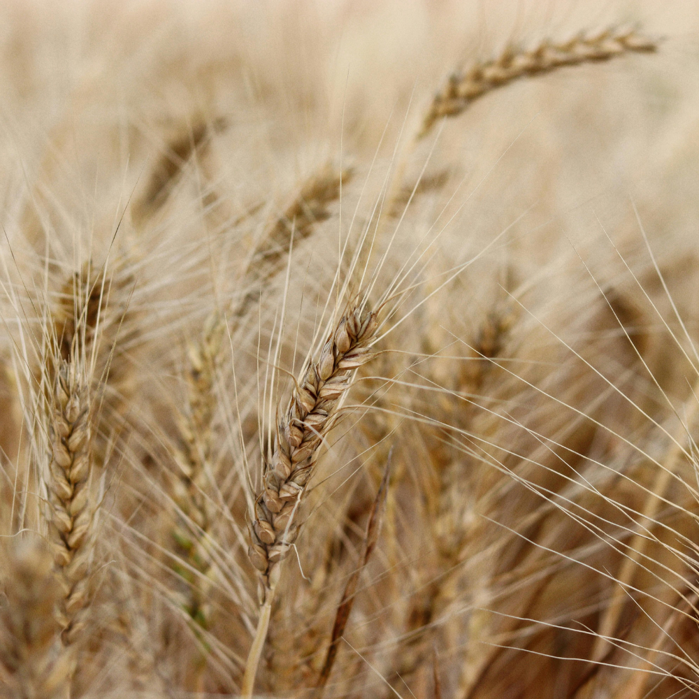 Wheat Protein