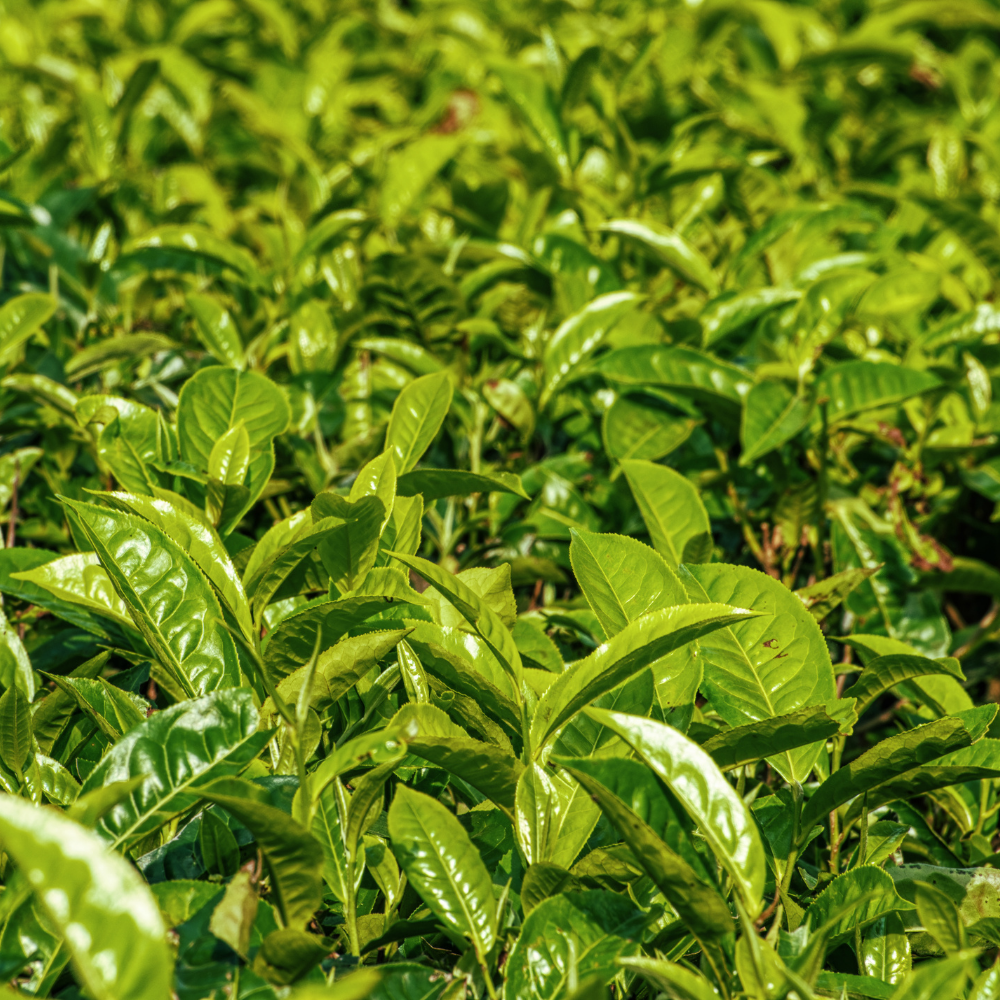 White Tea Leaf Extract