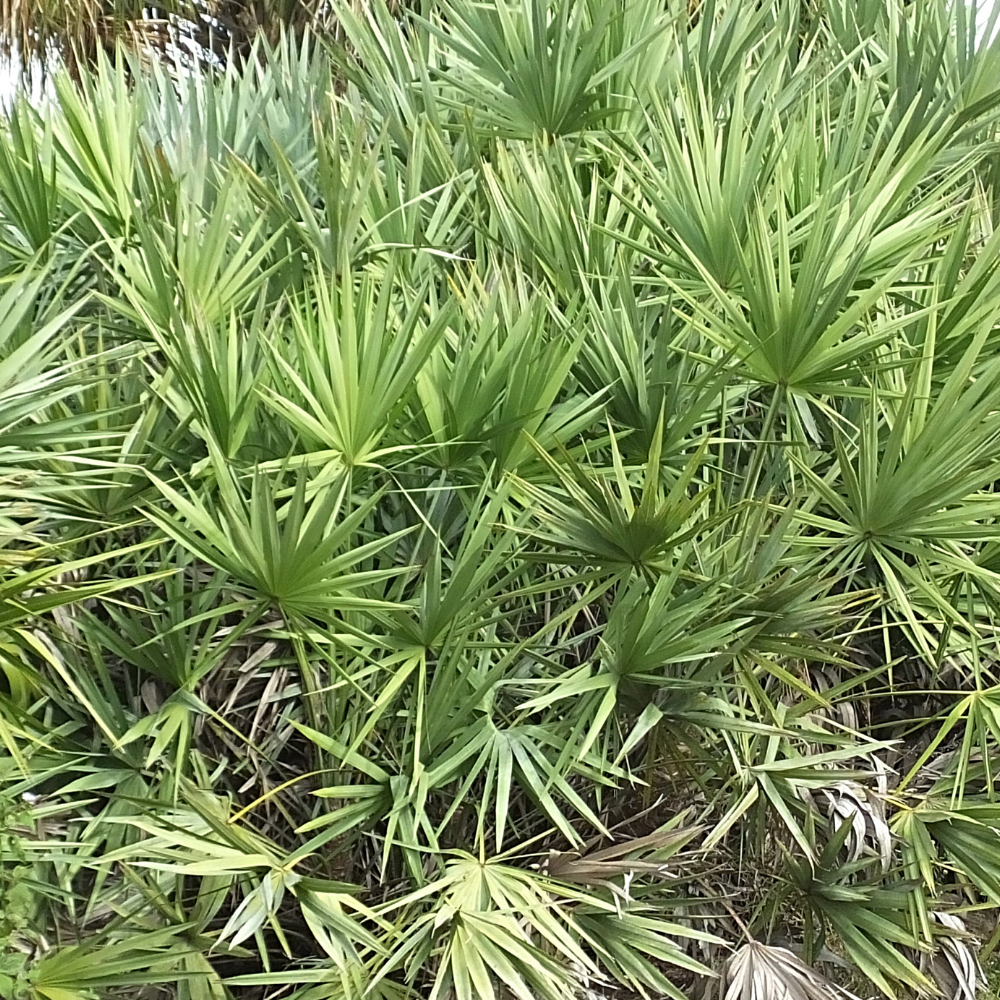 Saw Palmetto