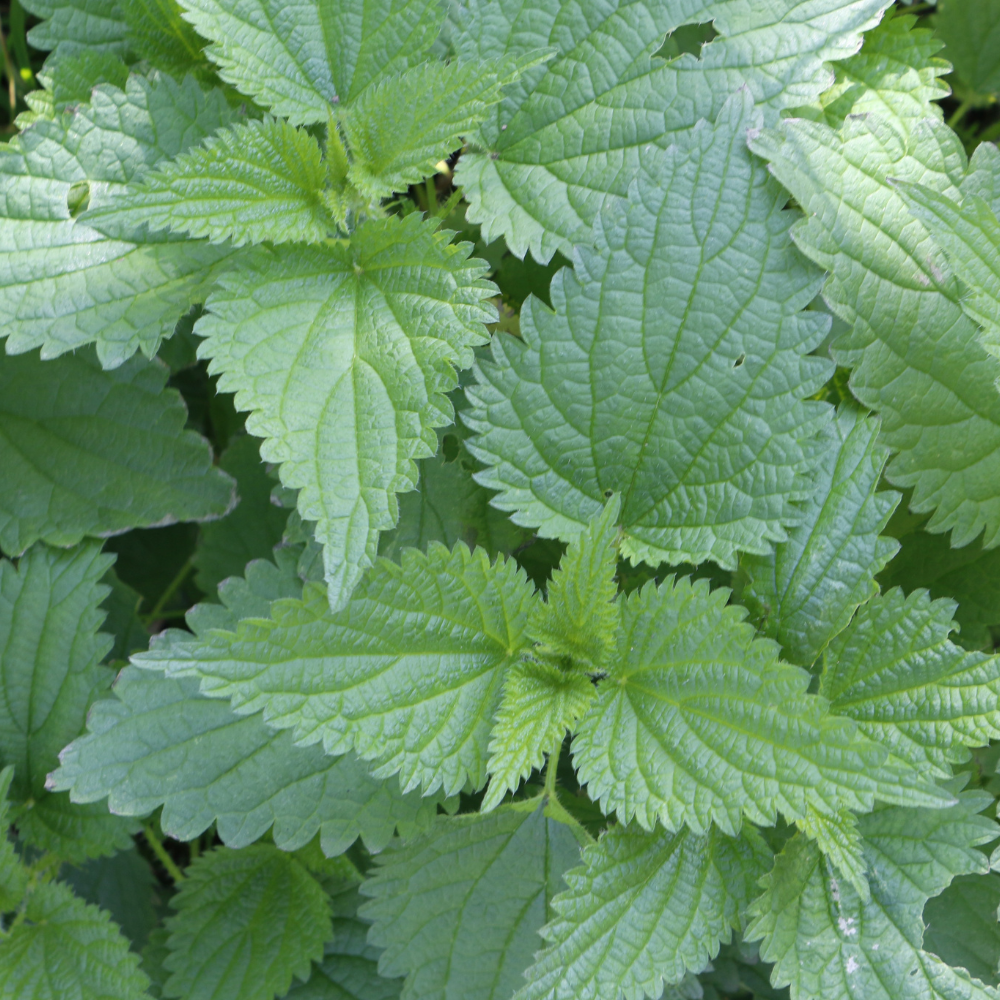 Nettle