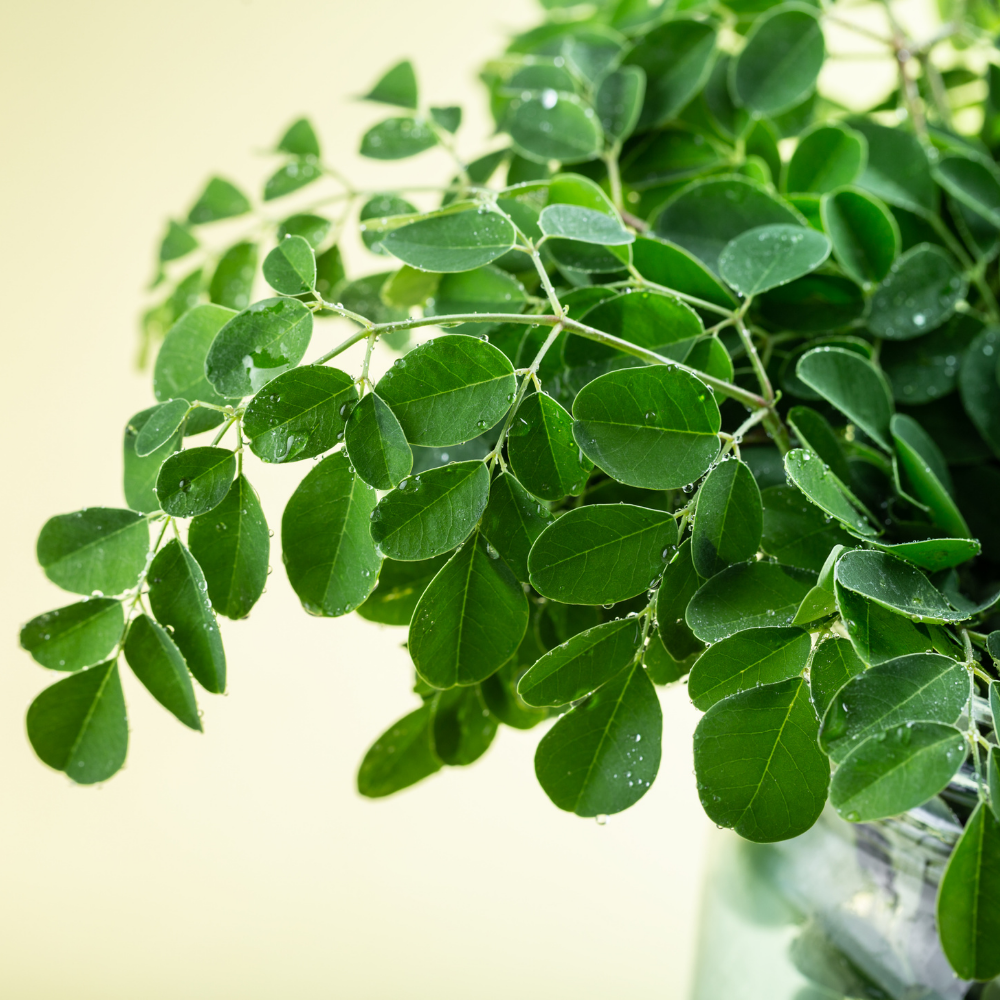 Moringa